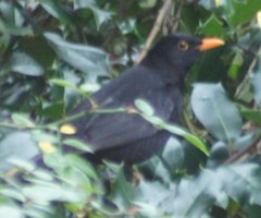 Turdus merula