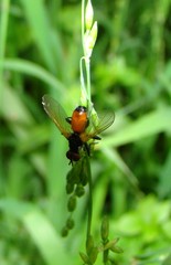 Huttonobesseria verecunda
