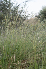 Brachypodium phoenicoides