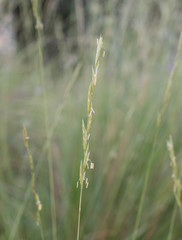 Brachypodium phoenicoides