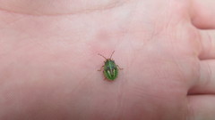 Sinopla