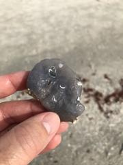 Aplidium stellatum