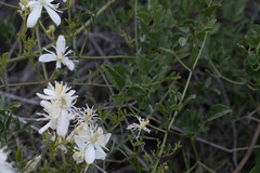 Clematis flammula