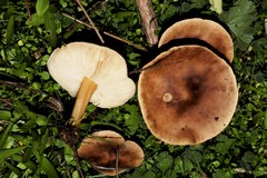 Melanoleuca grammopodia