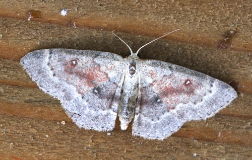 Birch Mocha