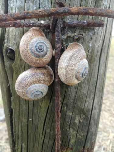 Spanish Snail