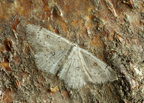 Birch Mocha