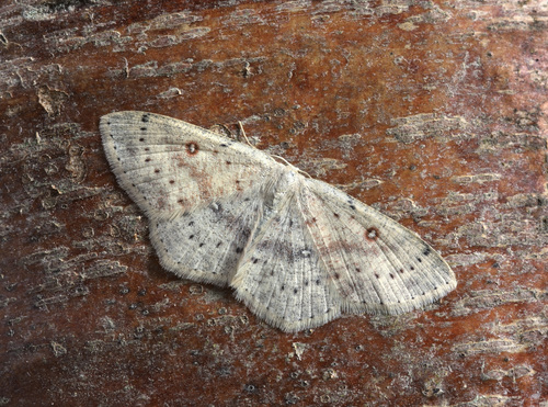 Birch Mocha