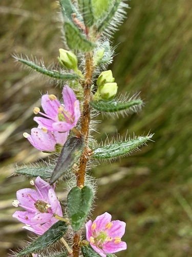 Agathosma hirsuta