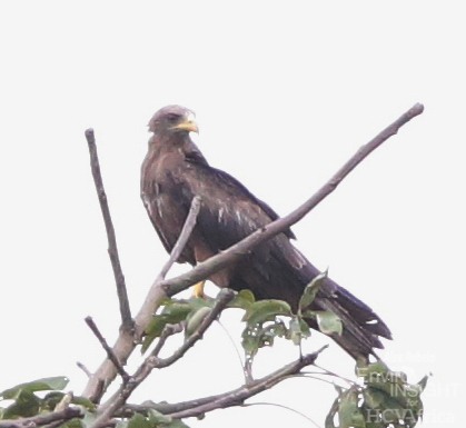 Yellow-billed Kite