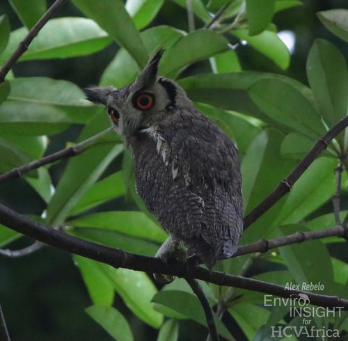 Northern White-faced Owl