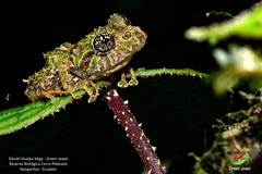 Pristimantis katoptroides