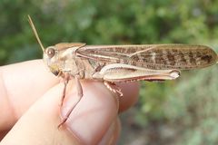 Locusta migratoria cinerascens