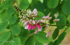 Indigofera jucunda