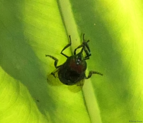 Photo of Green Jewel Fly (Ornidia obesa)