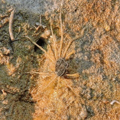 Elamena sindensis