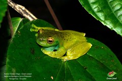 Hyloscirtus phyllognathus