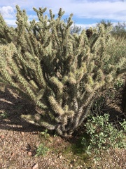 Cylindropuntia acanthocarpa acanthocarpa