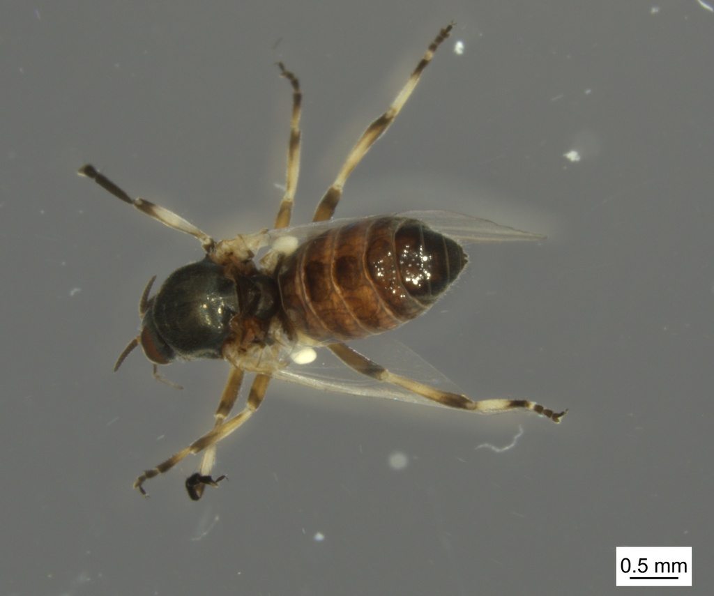 Decorous Black Fly