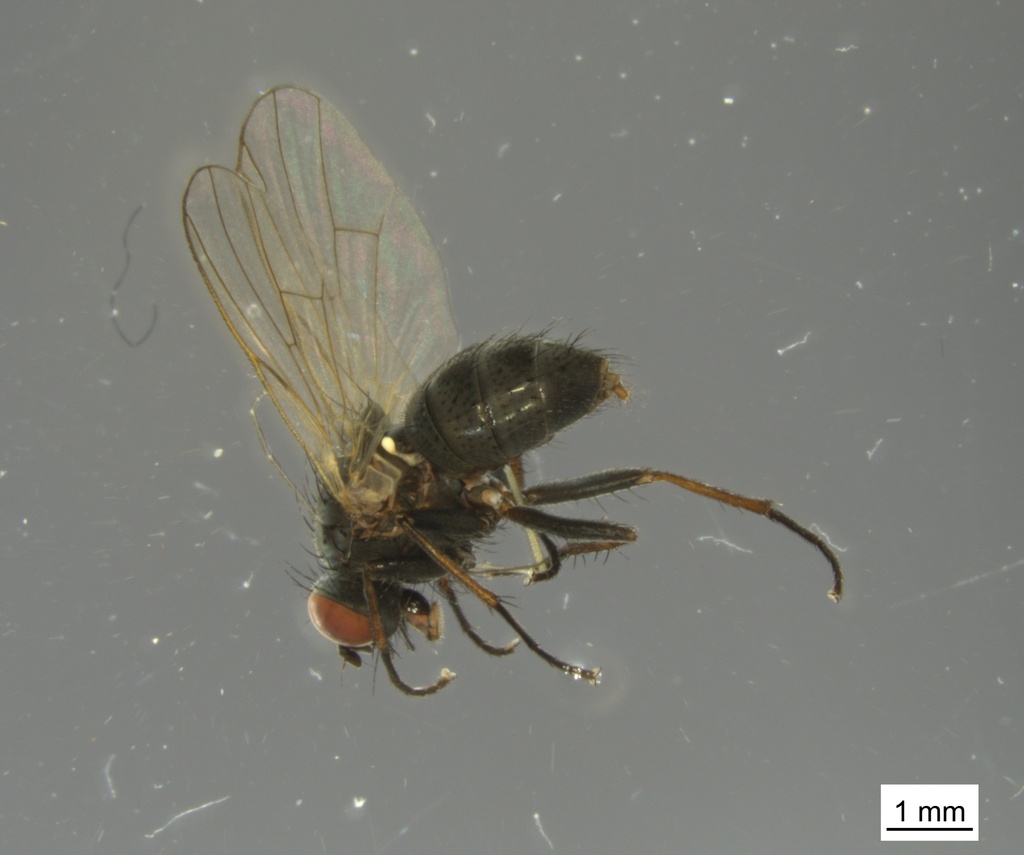 Spilogona suspecta