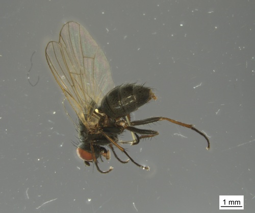 Spilogona suspecta