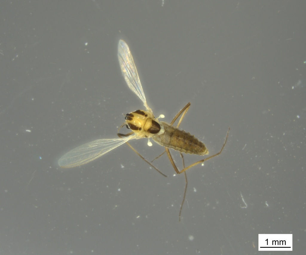 Orthocladius dorenus