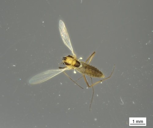Orthocladius dorenus