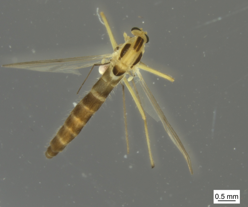 Chironomus lugubris