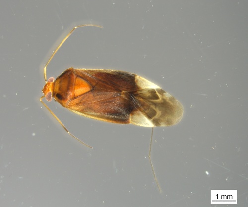 Pear Plant Bug