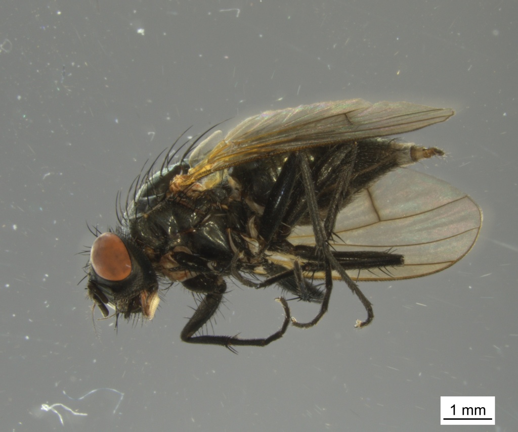 Helina laxifrons
