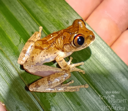 Ghostly Tree Frog