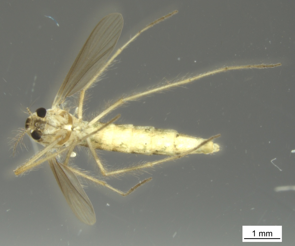 Chaoborus americanus