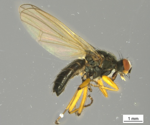 Trichopalpus palpalis
