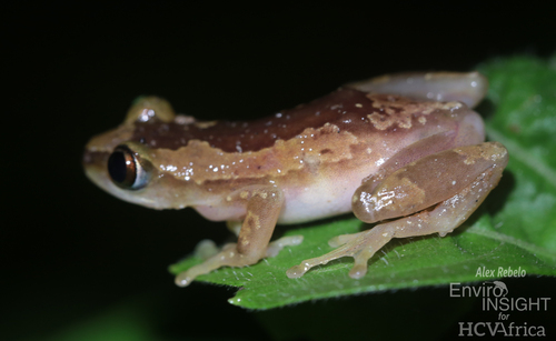 Brown Banana Frog