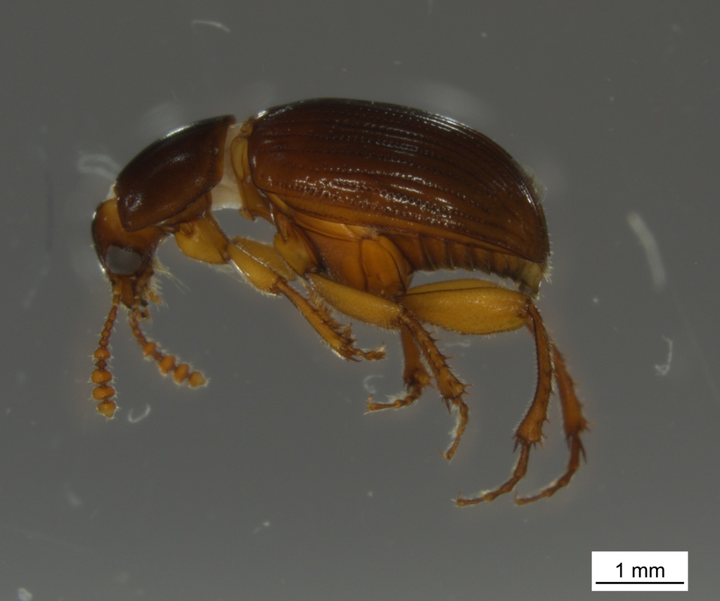 Leiodes valida
