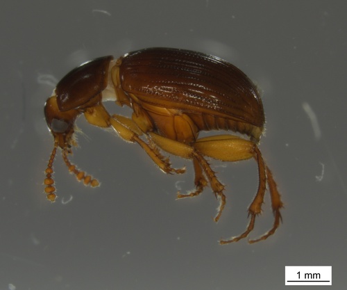 Leiodes valida