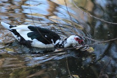 Cairina moschata domestica