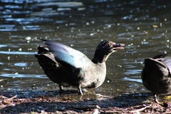 Cairina moschata domestica