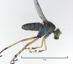 Helichochaetus discifer