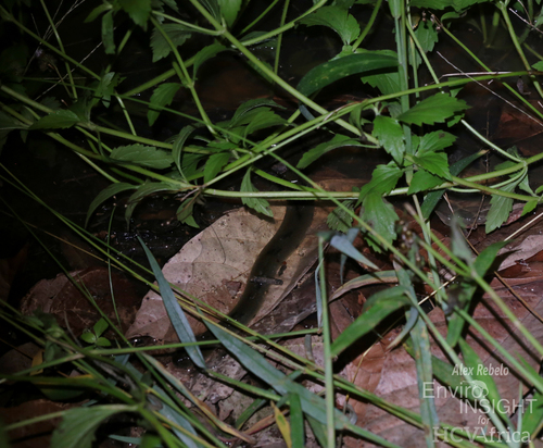 African Brown Water Snake