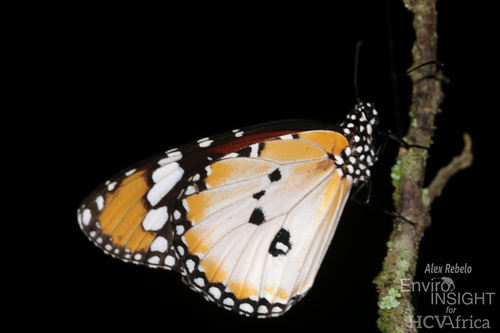 Plain Tiger Butterfly