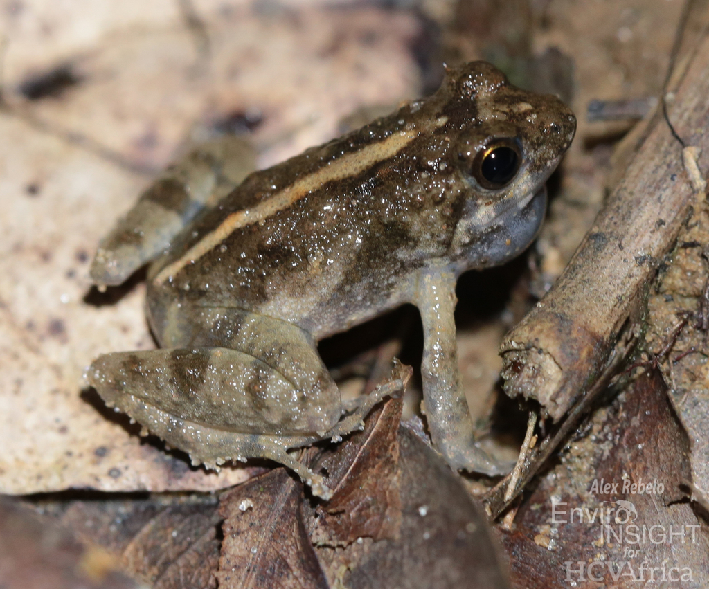Boutry River Frog