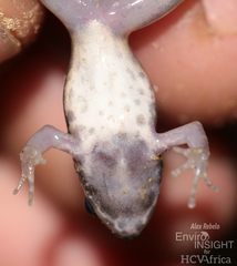 Boutry River Frog photo 4