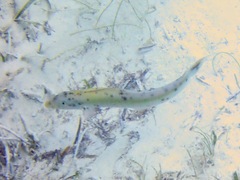 Malacanthus plumieri