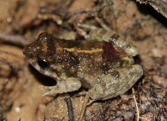 Boutry River Frog photo 2