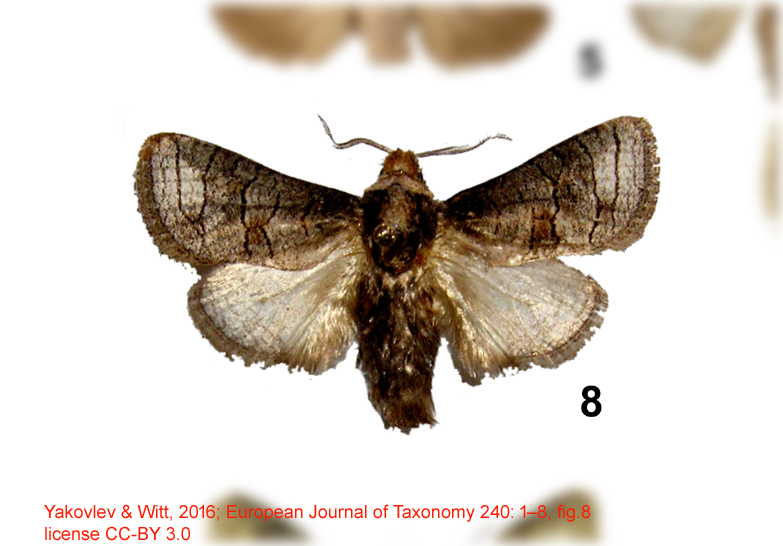 Afroarabiella tanzaniae
