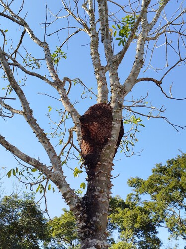 Spiny-legged Stingless bee