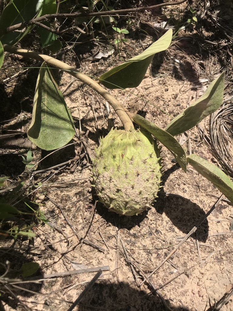 Annona dioica