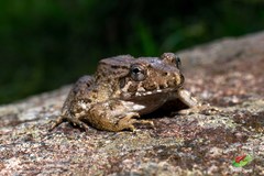 Leptodactylus wagneri