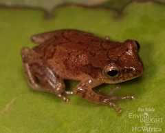 Tanzania Reed Frog photo 3